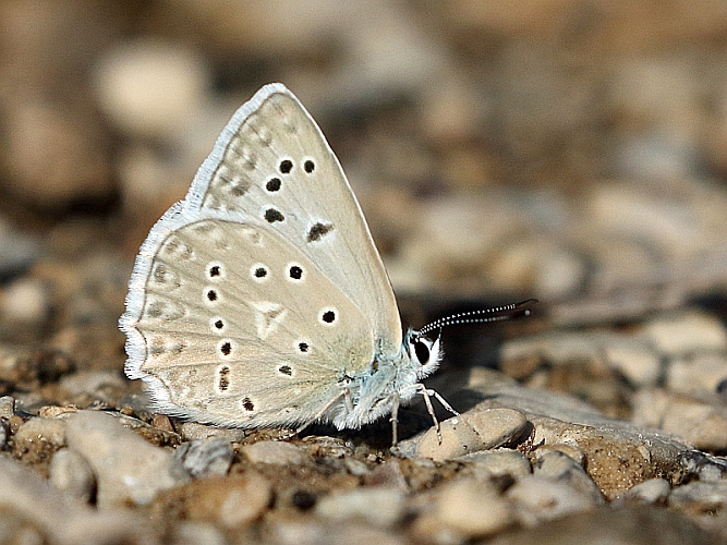 J16_1742 Meleager's Blue.jpg